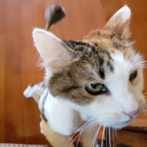 Meet your Posher, King